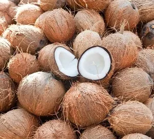 Coconut